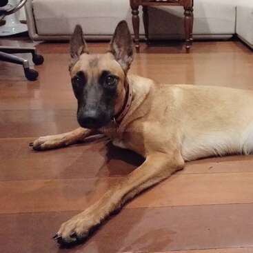 The image depicts a tan dog with a black muzzle and pointy ears lying on a wooden floor, with a couch and chair in the background.