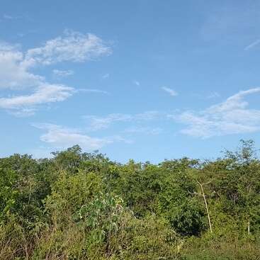 The image depicts a lush landscape with a dense forest of trees and bushes, featuring a mix of greenery and foliage, with a clear sky above. The scene is serene and natural.