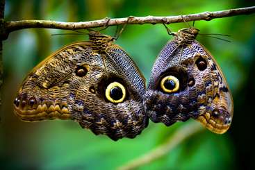 The image depicts two butterflies with brown wings and white markings, likely the Blue Morpho butterfly, showcasing their distinctive wing patterns and colors. The background is not visible.