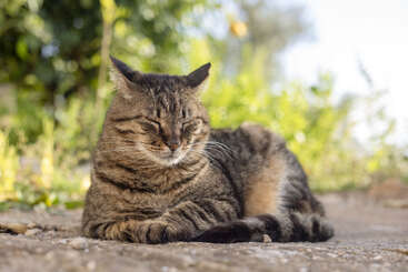 The image depicts a cat lying on its side, facing left, with its head up and tail down, set against a plain background. The cat\'s fur is predominantly brown with white markings.