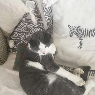 The image depicts a gray and white cat reclining on a couch, surrounded by pillows featuring zebra prints, with the cat\'s paws raised in a relaxed pose.