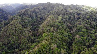 The image depicts a lush forest with dense greenery, featuring trees and foliage, set against a backdrop of a clear blue sky, evoking a sense of natural beauty and serenity.